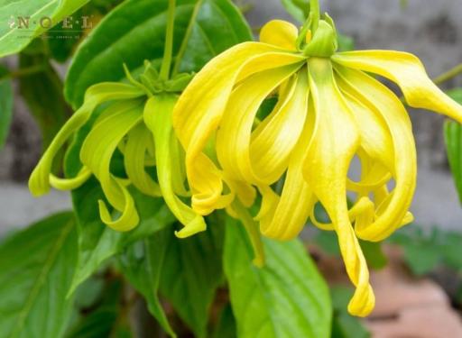 Ylang Ylang Extra Essential Oil (Organic) MADAGASCAR - image 2