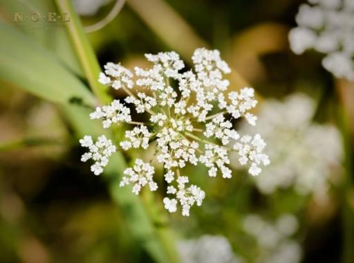 Carrot Seed Essential Oil INDIA - image 2