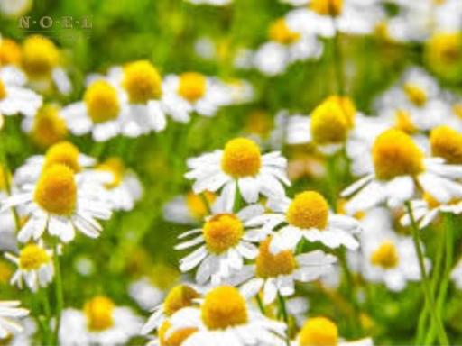 Chamomile Roman Essential Oil U.S.A. - image 2