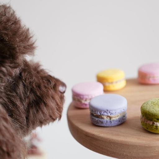 Freeze Dried Bacaron - image 1