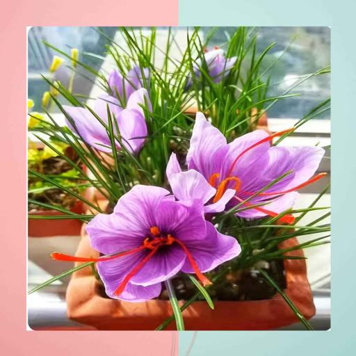 SAFFRON IRAN GRED 5A HIGH QUALITY (10 UMBI) - image 2