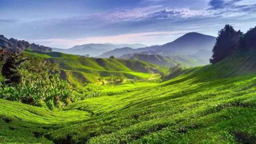 Cameron Highland Day Tour - image 1