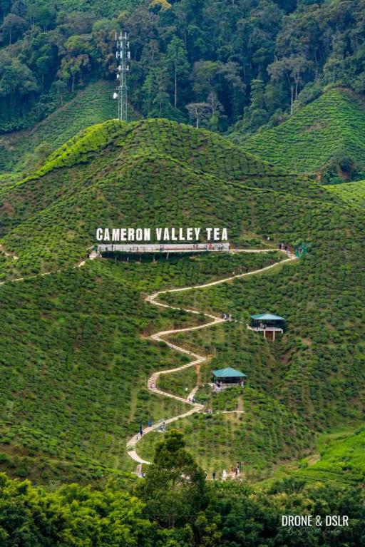 Cameron Highland Day Tour - image 3