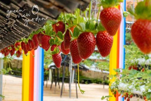 Cameron Highland Day Tour - image 5