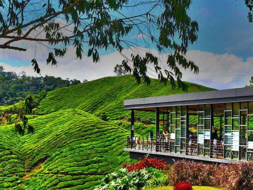 Cameron Highland Day Tour - image 7
