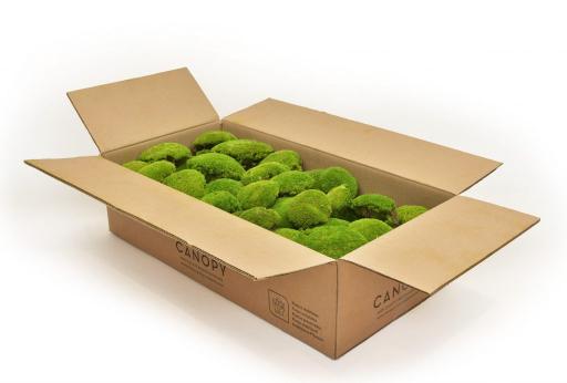 Ball Moss - image 3