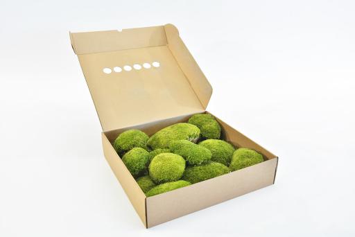 Ball Moss - image 2