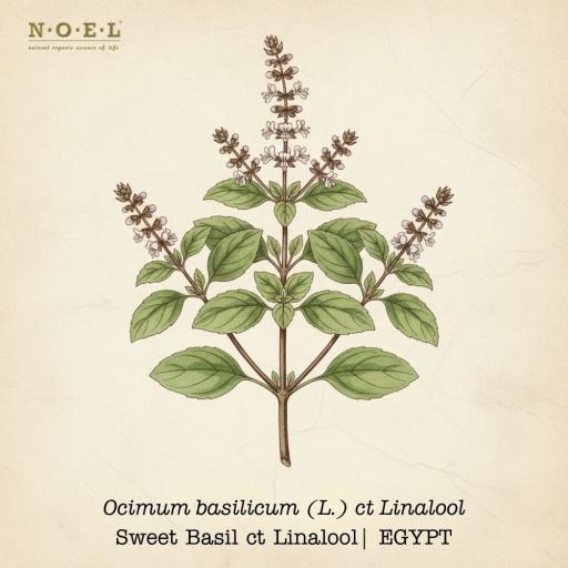 Basil, Sweet Essential Oil (Organic) EGYPT - image 1