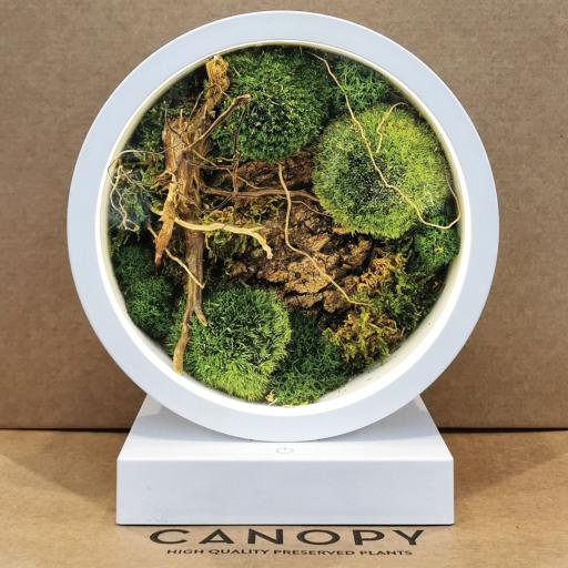 Preserved Moss Mood Lamp - image 2