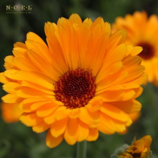 Calendula CO2/T (Organic) GERMANY - image 2