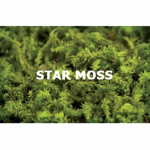 Star Moss - image 1