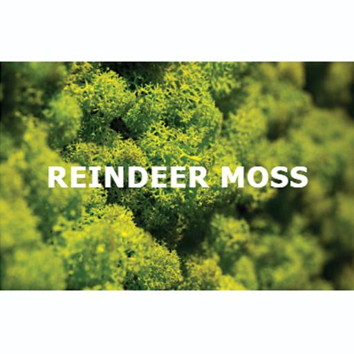 Reindeer Moss - image 1