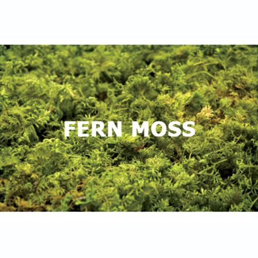 Fern Moss - image 1