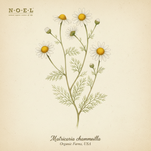 Chamomile German Hydrosol (Organic) USA - image 1