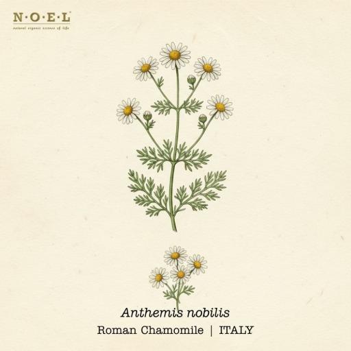 Chamomile, Roman Essential Oil ITALY - image 1