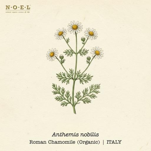 Chamomile Roman Essential Oil (Organic) ITALY - image 1