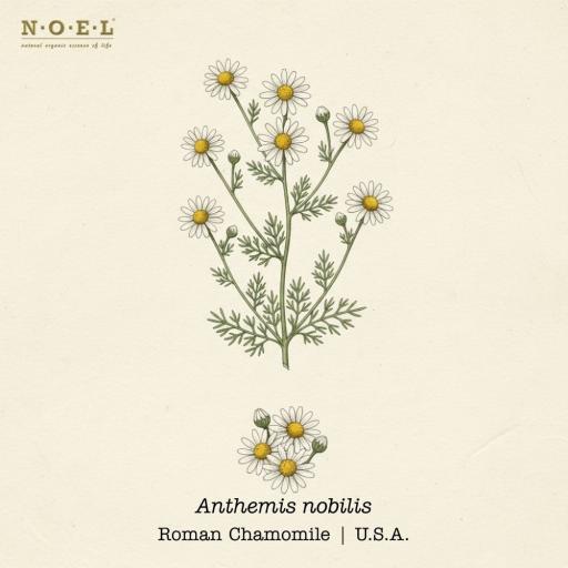 Chamomile Roman Essential Oil U.S.A. - image 1