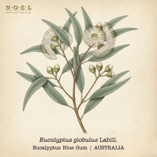 Eucalyptus Globulus Essential Oil AUSTRALIA - image 1