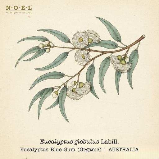 Eucalyptus Globulus Essential Oil (Organic) PORTUGAL - image 1