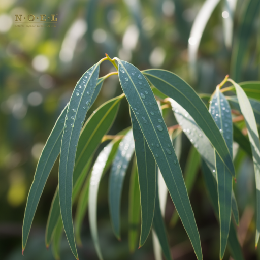 Eucalyptus Globulus Hydrosol (Organic) AUSTRALIA - image 2
