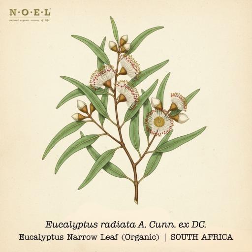 Eucalyptus Radiata (Organic) SOUTH AFRICA - image 1