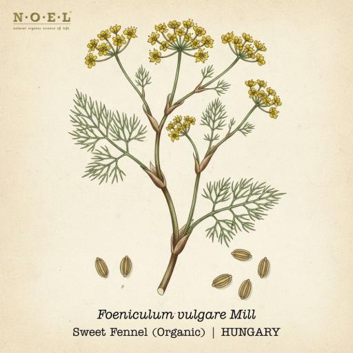 Fennel, Sweet Essential Oil (Organic) HUNGARY - image 1