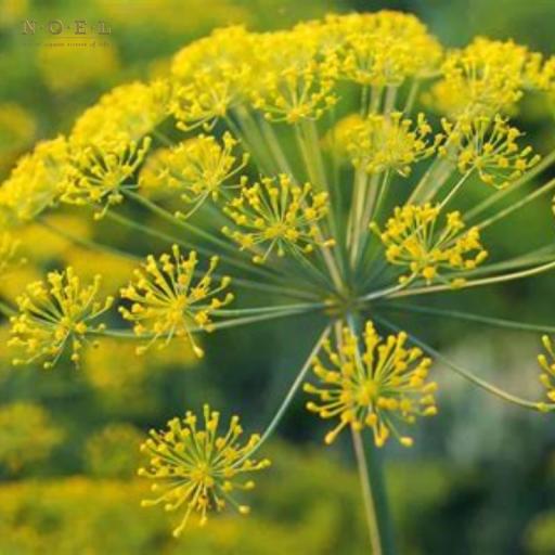 Galbanum CO2/S IRAN - image 2