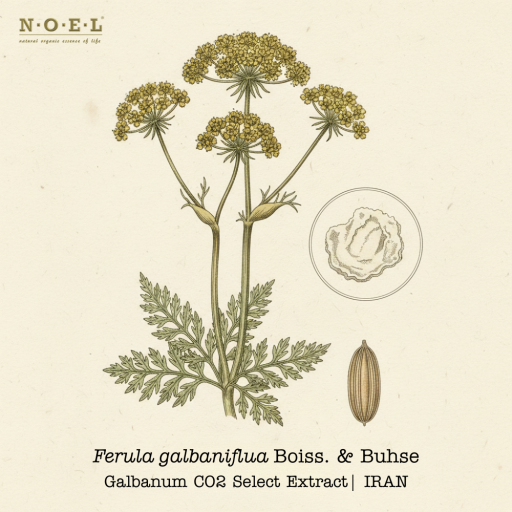 Galbanum CO2/S IRAN - image 1