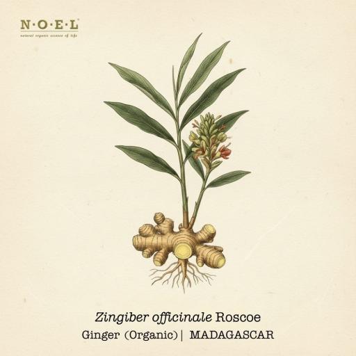 Ginger Hydrosol (Organic) MADAGASCAR - image 1