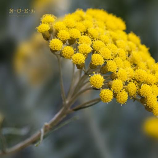 Helichrysum Essential Oil (Organic) CROATIA - image 2