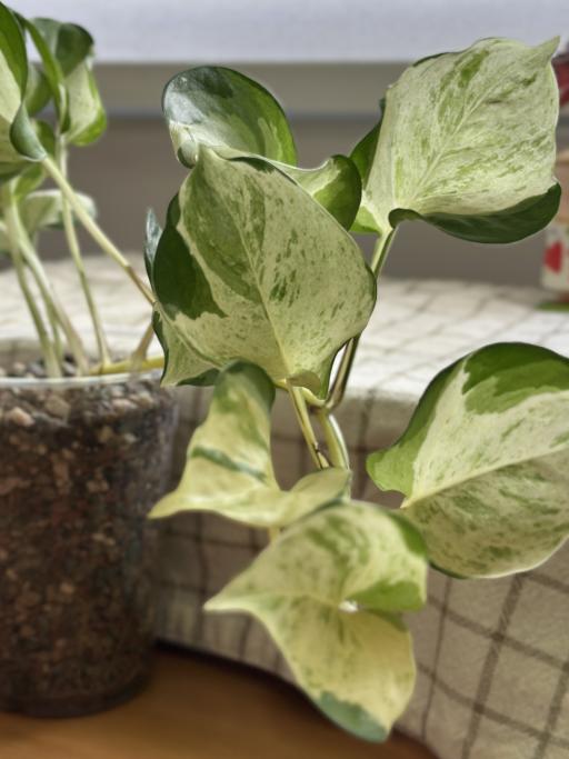 Manjula Pothos - image 1