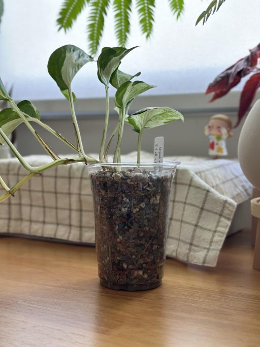 Manjula Pothos - image 2