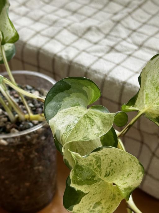 Manjula Pothos - image 3