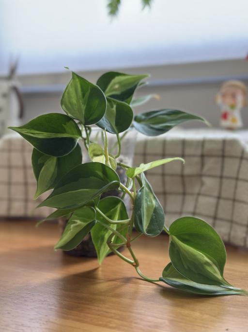 Philodendron Cream Splash - image 1