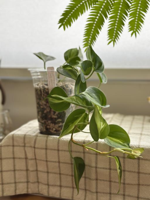 Philodendron Cream Splash - image 2