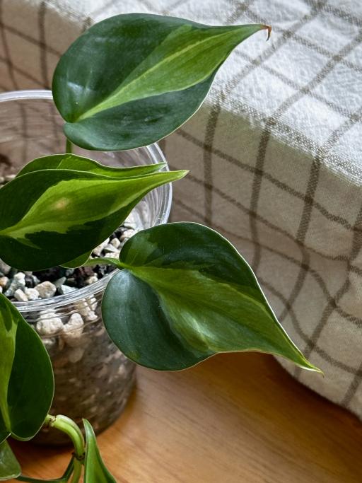 Philodendron Cream Splash - image 3