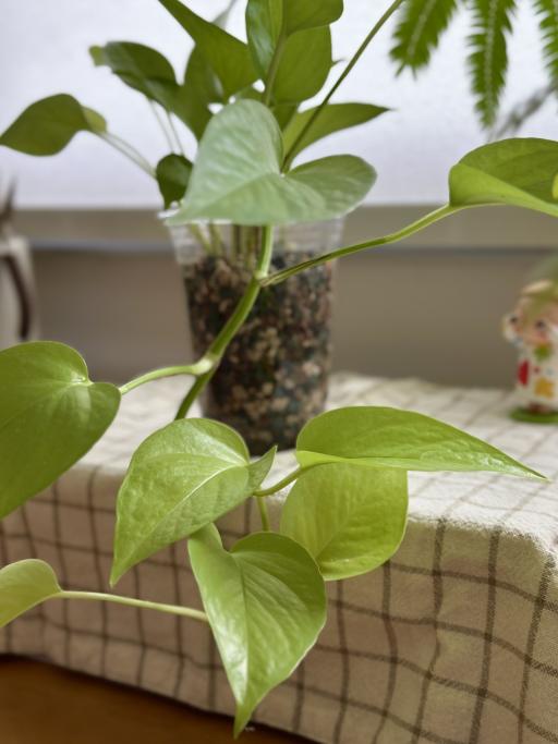 Lime Pothos - image 2
