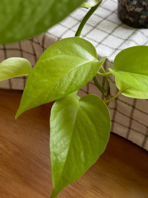 Lime Pothos - image 3