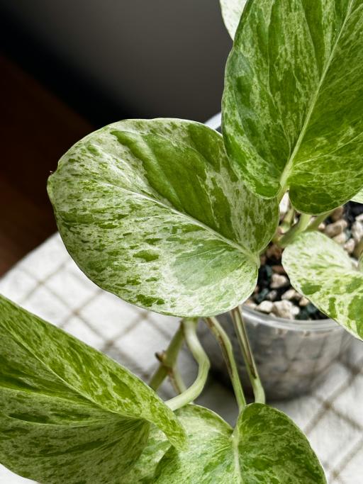 Marble Queen Pothos - image 3