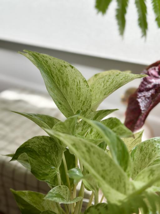 Marble Queen Pothos - image 4