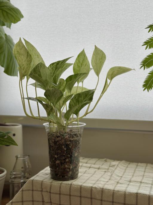 Marble Queen Pothos - image 1