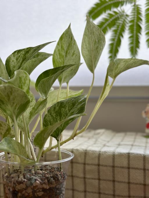 Marble Queen Pothos - image 2