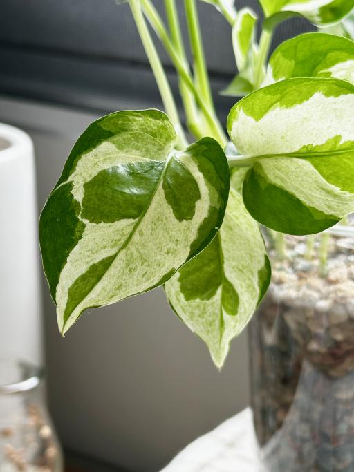 N’joy Pothos - image 3