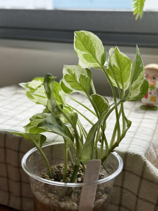 N’joy Pothos - image 2