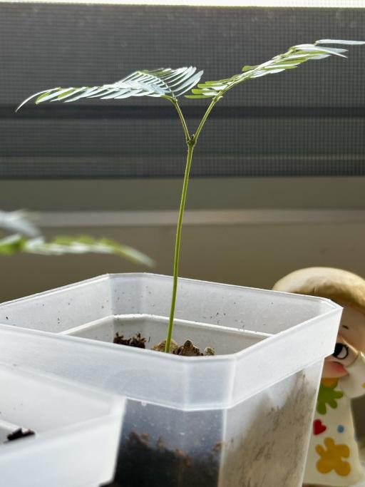 Everfresh seedling - image 2