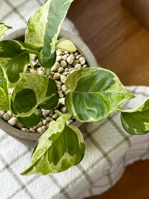 N’joy Pothos in Potto - image 3