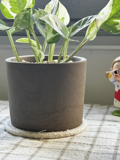 N’joy Pothos in Potto - image 2