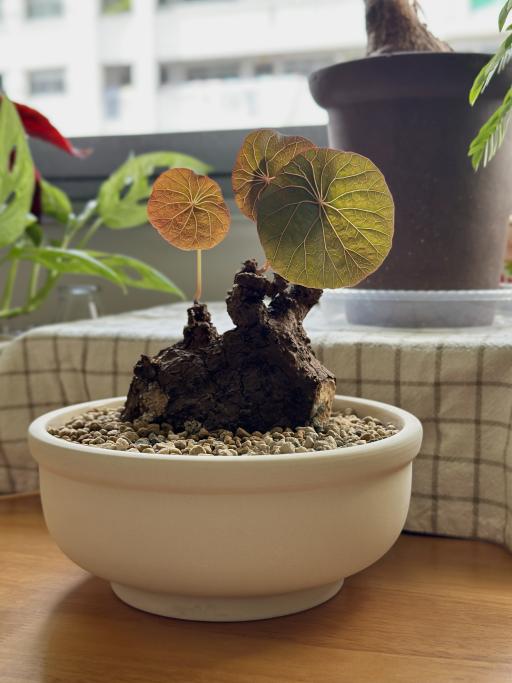 Stephania Nova in Hira Pot - image 2