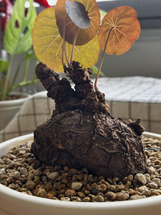 Stephania Nova in Hira Pot - image 3