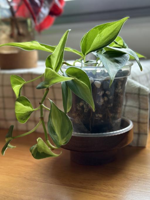 Philodendron Cream Splash - image 4